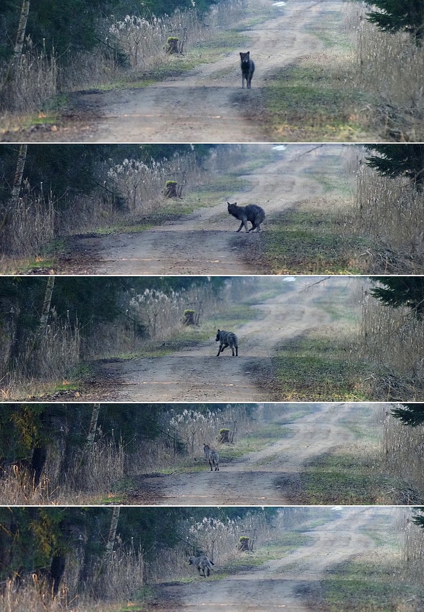 Michał Żmihorski tweet media