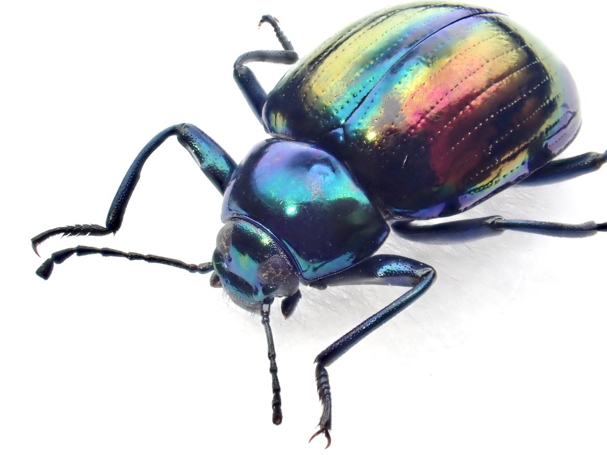 Damaster & Carabus tweet media