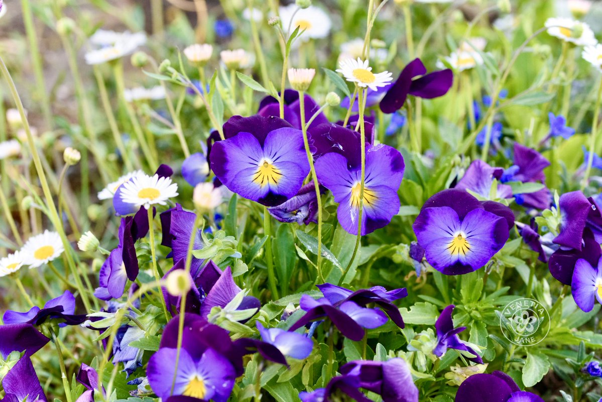 VenetiaJane's Garden tweet media