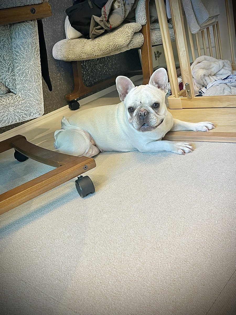 jwu27's tweet photo. 新しい家族をお迎え✨
名前はブーニン🐖

一歳なのに繁殖引退犬。
がんばったんだね！
これからの犬生、一緒に楽しく過ごそう！ https://t.co/0Y8SjB4RB5