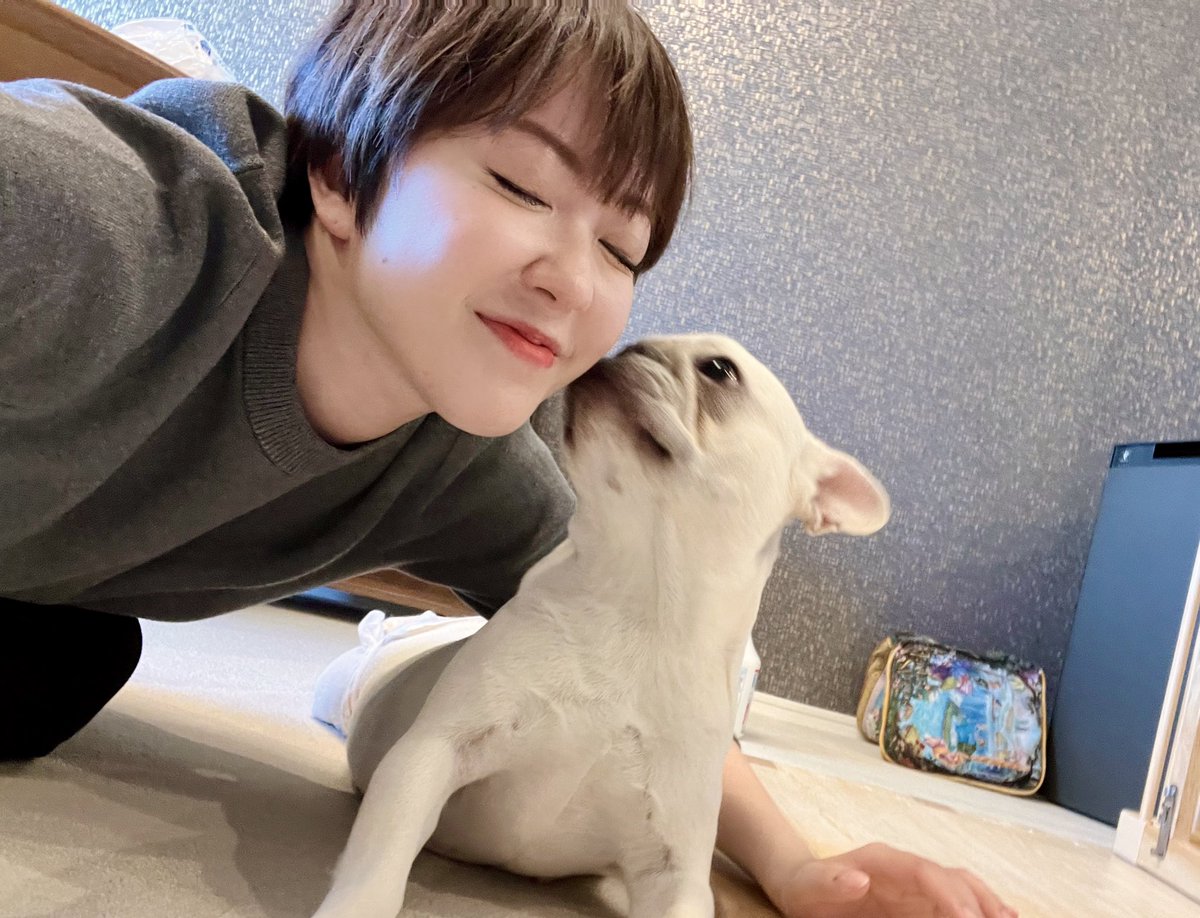 jwu27's tweet photo. 新しい家族をお迎え✨
名前はブーニン🐖

一歳なのに繁殖引退犬。
がんばったんだね！
これからの犬生、一緒に楽しく過ごそう！ https://t.co/0Y8SjB4RB5