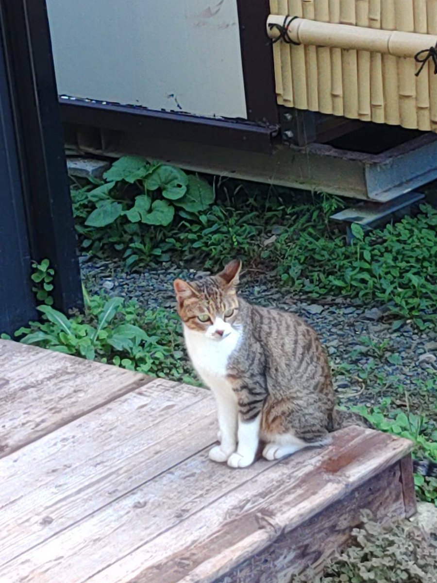 昔の画像が出てきた。
来たばかりの時の「ちくわ」→「こんぶ」→「たまご」と→お亡くなりになった訳では無いけど行方不明になった母親の「ちげなべ」