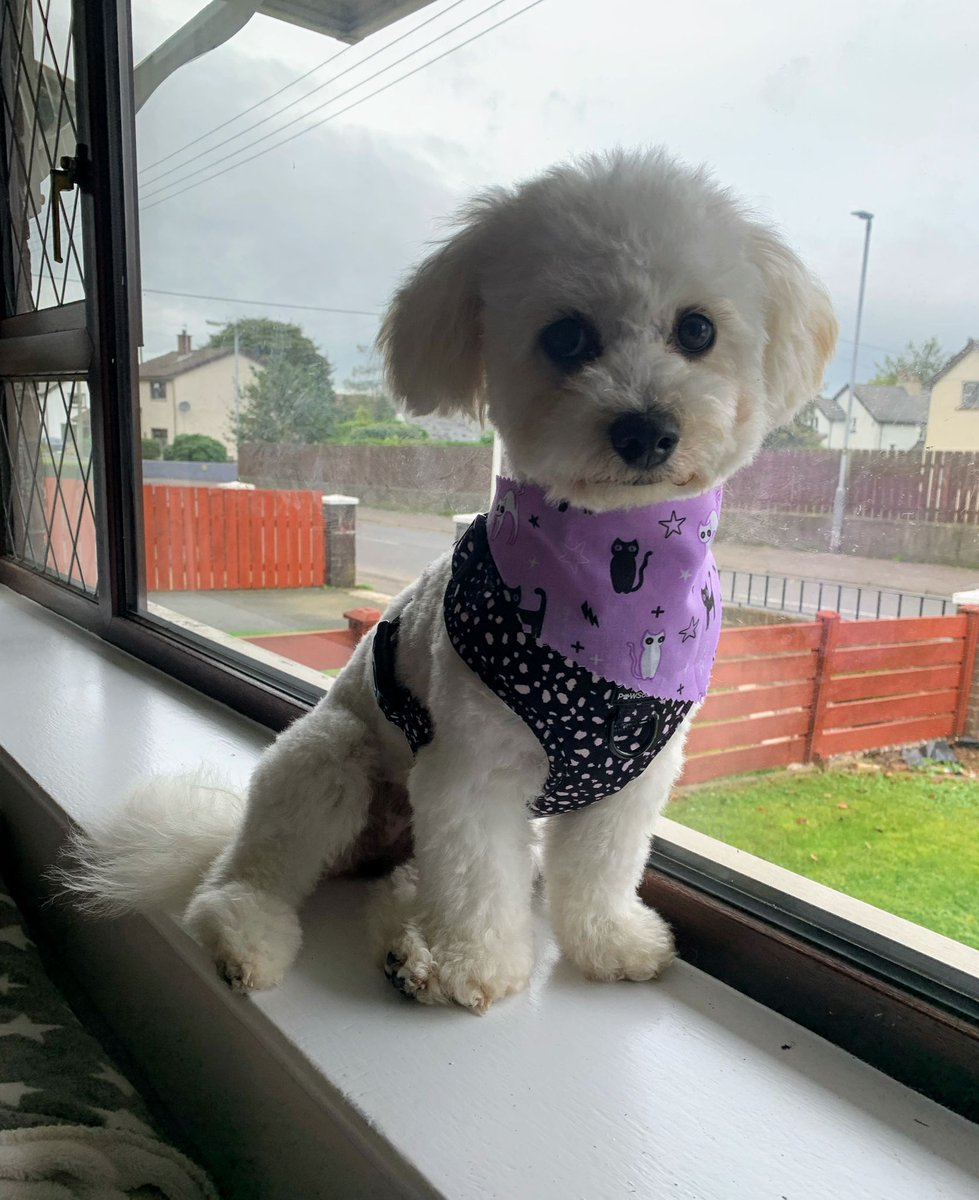 Ferg Morrissey 💜 tweet media