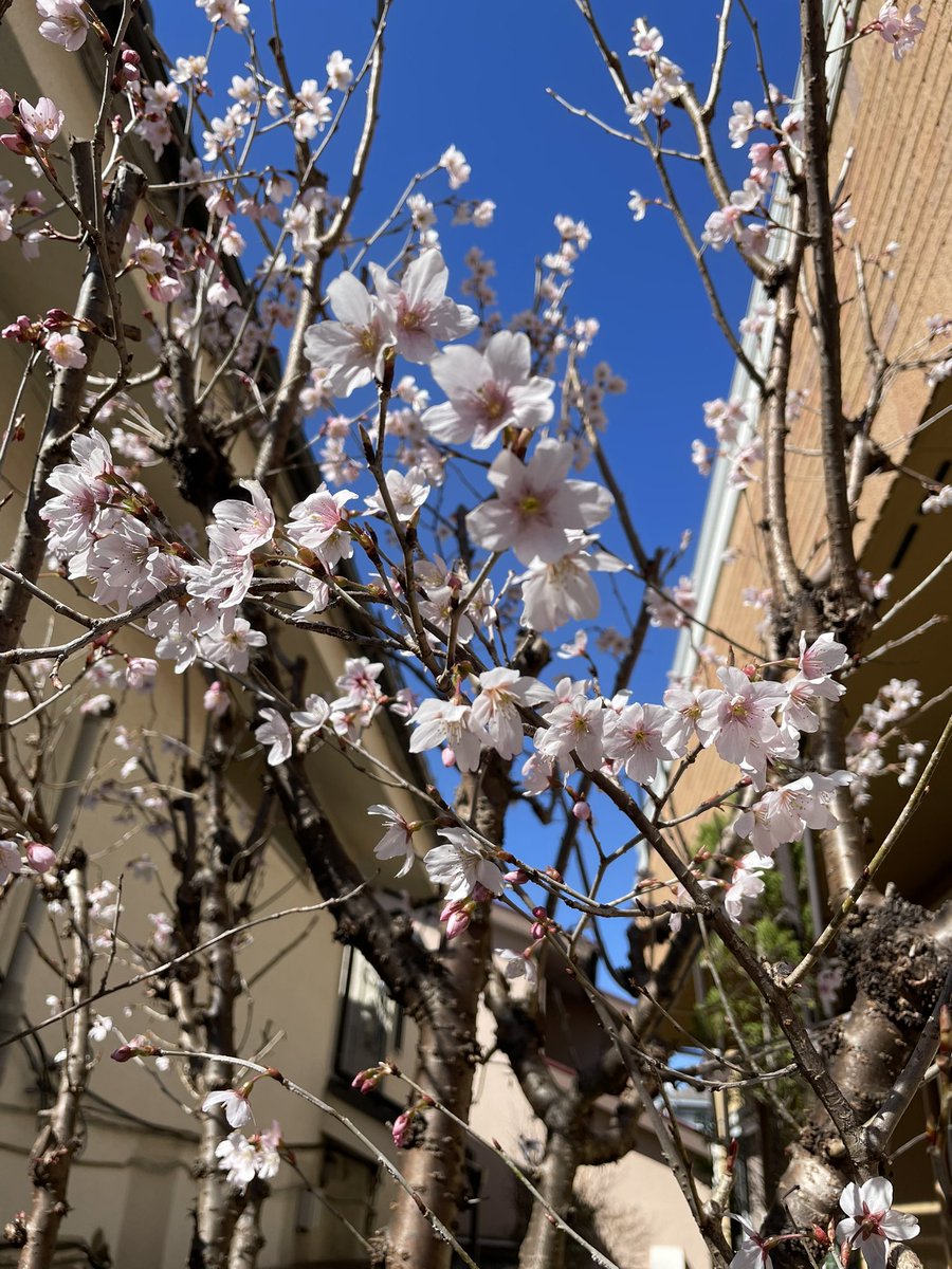 hanananan_cha's tweet photo. 3月前半のお稽古は、釣り釜で二畳向切本勝手。
今年は、早咲きの啓翁桜が早く咲いて、もう満開を過ぎました。
ソメイヨシノの開花が待たれますね。
掛け物:「春水満四澤」橋本紹尚師筆
主菓子:「花むらし」源吉兆庵
干菓子:「二人静」両口屋是清
　　　「ひなおこし」大阪つのせ https://t.co/dnEkNXMNKy