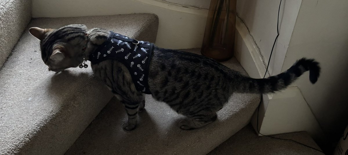 The Vicarage Cat tweet media