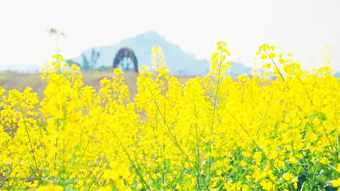 ChongqingFuling's tweet image. Spring in Fuling is a season of endless blooms. 🌸
From cherry blossoms and pink crabapple flowers to golden rapeseed fields and delicate blue speedwell, the city comes alive with color and fragrance.🌼
#Fuling #Chongqing #SpringInChina