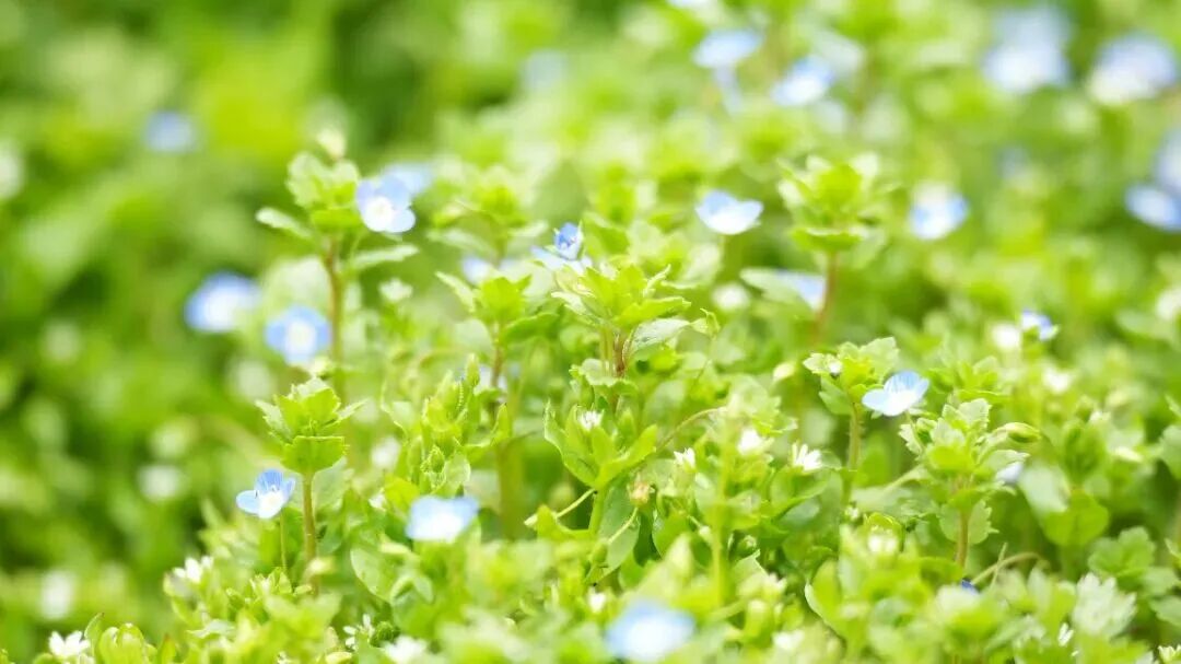 ChongqingFuling's tweet image. Spring in Fuling is a season of endless blooms. 🌸
From cherry blossoms and pink crabapple flowers to golden rapeseed fields and delicate blue speedwell, the city comes alive with color and fragrance.🌼
#Fuling #Chongqing #SpringInChina