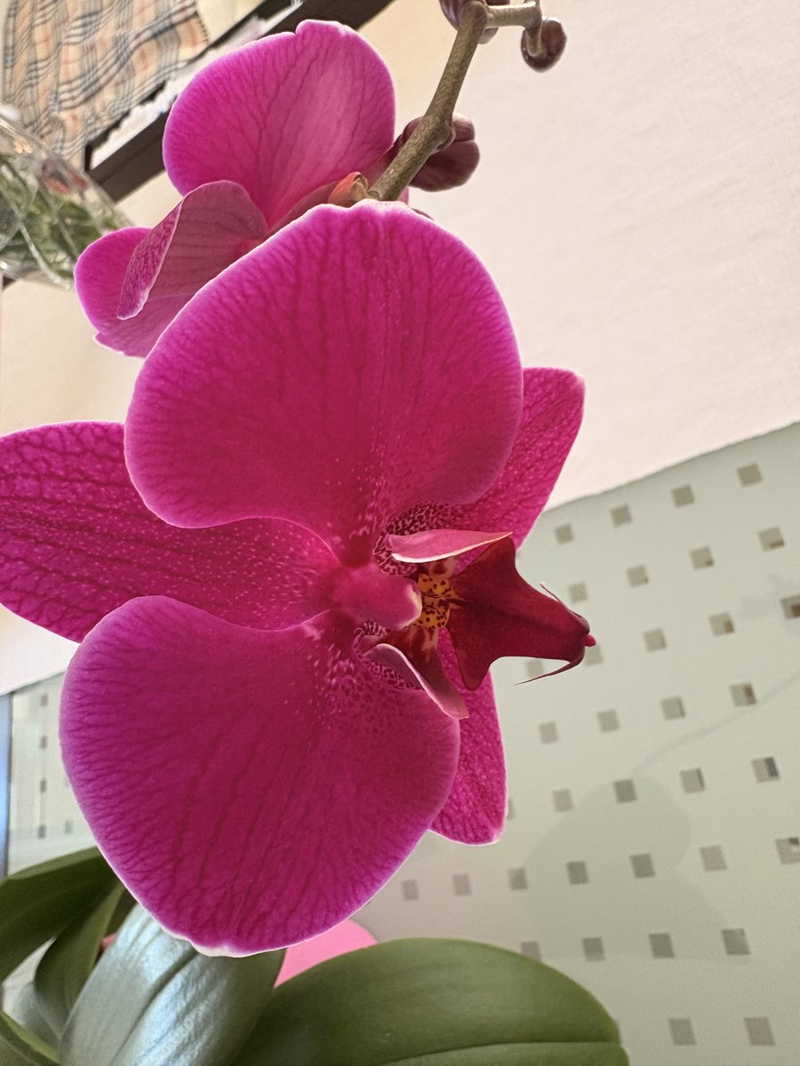 PeroDeran tweet media