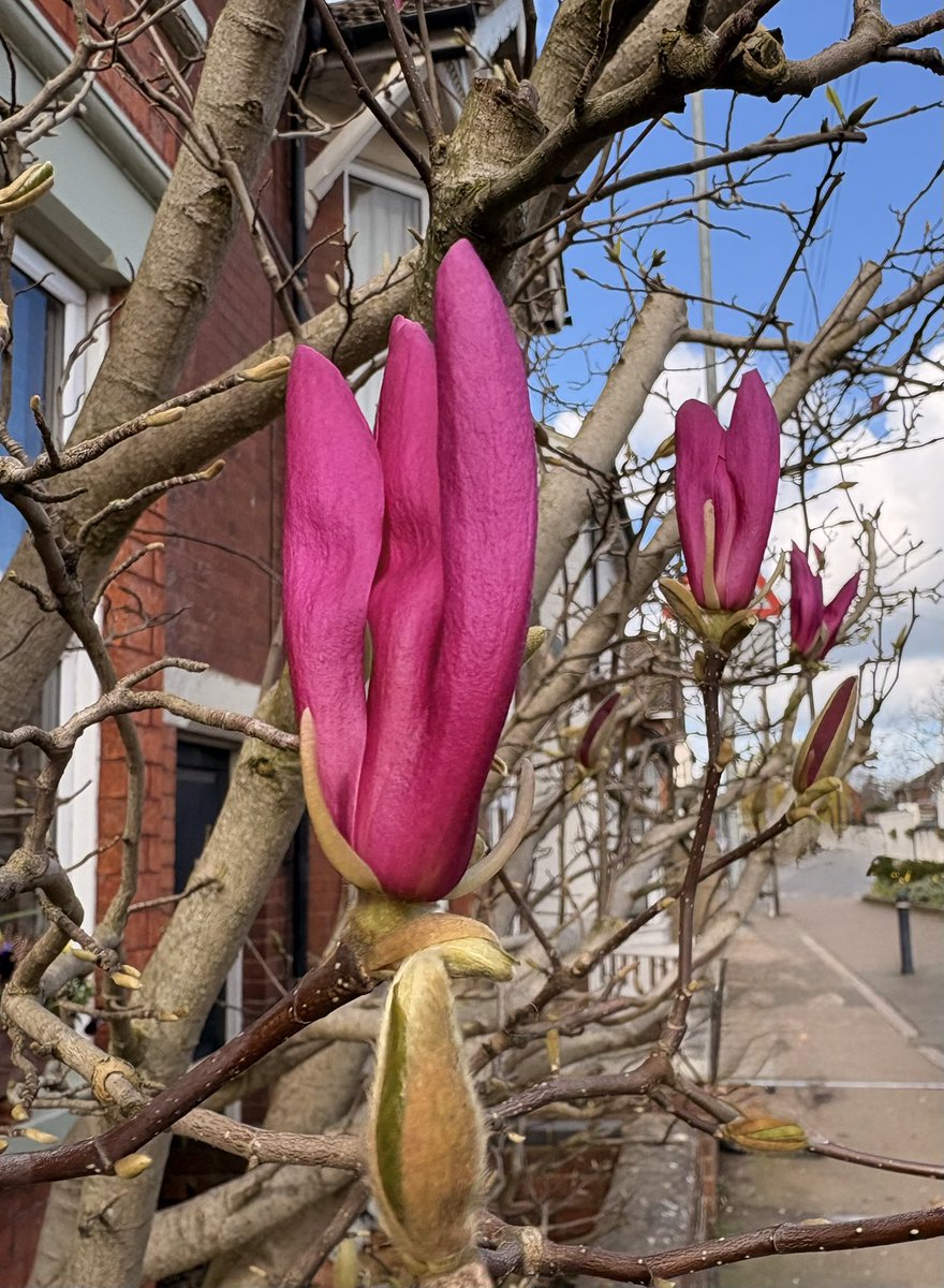 barbosavl's tweet image. Good morning with a beautiful magnolia beginning to bloom in my neighbourhood for #MagentaMonday 
Have a great week!
#flowers #magnolia #Springtime #gardens #blooms #FlowerPhotography