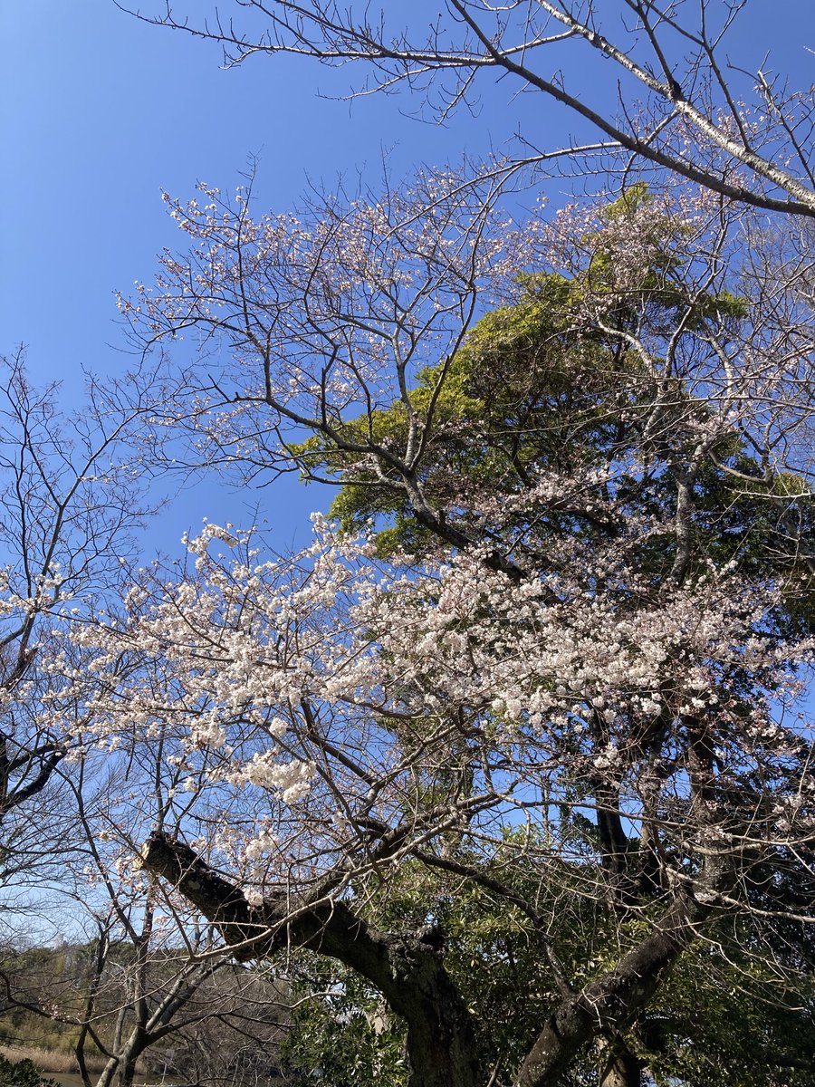 coccoro2's tweet photo. 開花🌸 https://t.co/3fgmd8IAKA