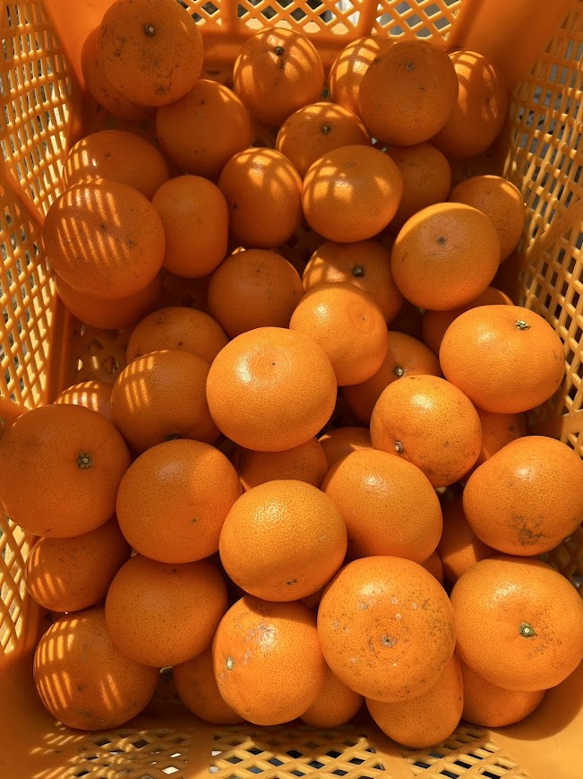 三重県御浜町🍊 tweet media