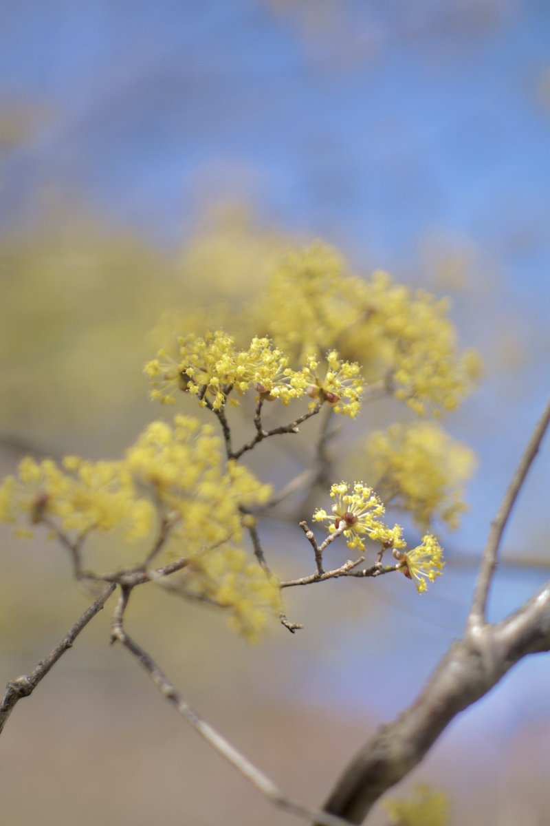 Rion72881190's tweet photo. Jupiter9 85mm f2を持ち出して徒歩圏内の神社の境内を散策しました
1本だけ見かけたサンシュユは満開、アセビは散り始めかな?
梅は近づいて見れる場所の花はごく一部が残っている程度でした
#jupiter9 #オールドレンズ #花の写真 #写真散歩 #散策 #flowers #classiclenses #photowalk #walking https://t.co/r62UPT7Cdu