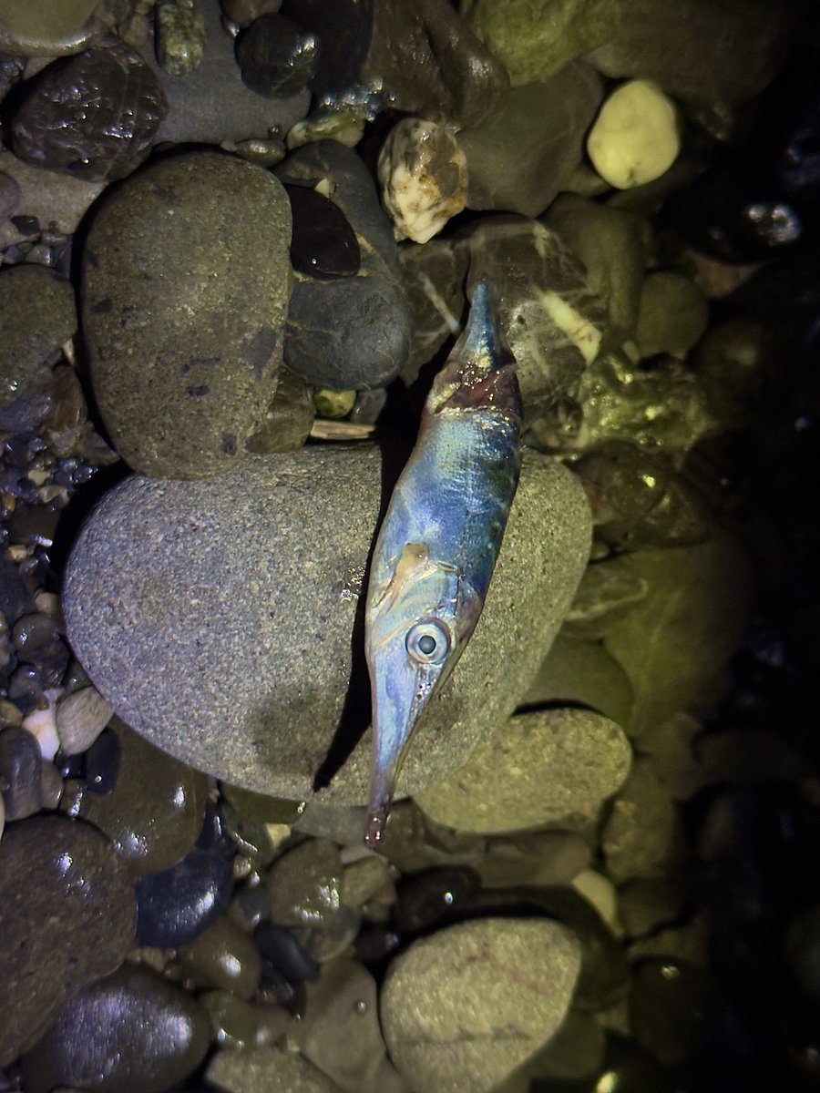 デストロイ=ハカイ tweet media