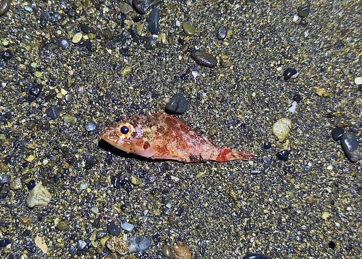 デストロイ=ハカイ tweet media