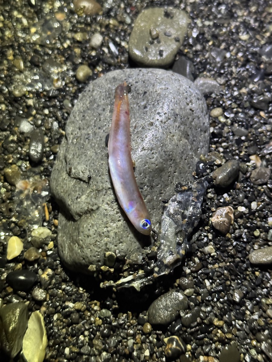 デストロイ=ハカイ tweet media