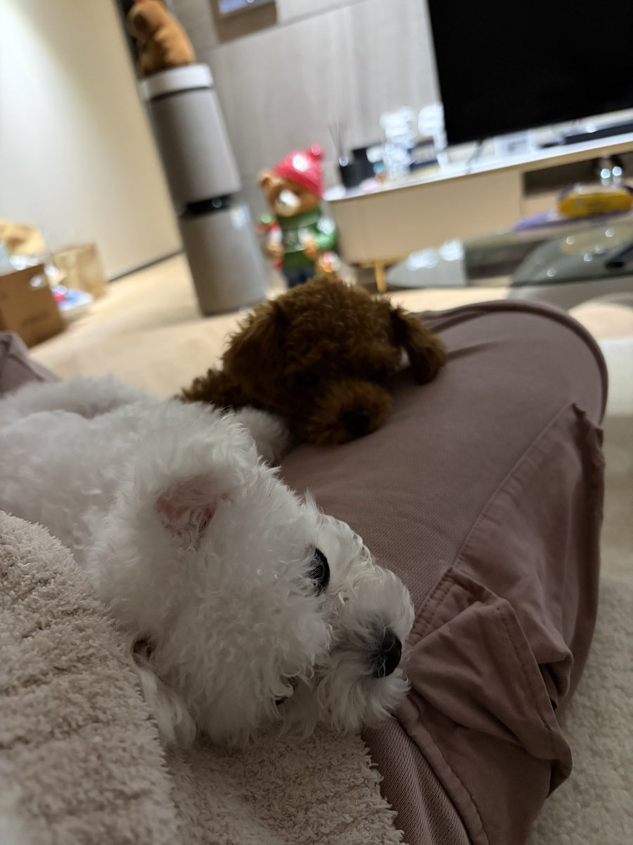 kkk26b's tweet photo. わんこまるしか相手してれる人居ない笑 https://t.co/aPsxxuUcmd