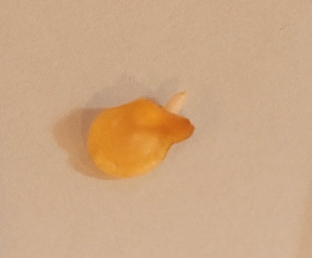 masatekitou310's tweet photo. ハバネロの発芽

唐辛子系の発芽はお風呂のお湯で温めて発芽処理するといいらしいのですが、
14日に湯たんぽで温めて
15日はそのまま置いていて
今日16日見てみたら発芽しているでは有りませんか！
嬉しい!!
昨年は5月に発芽したので
今年は早くから育てられてきっと沢山実が採れるはず♡ https://t.co/NgLOvK2OUa