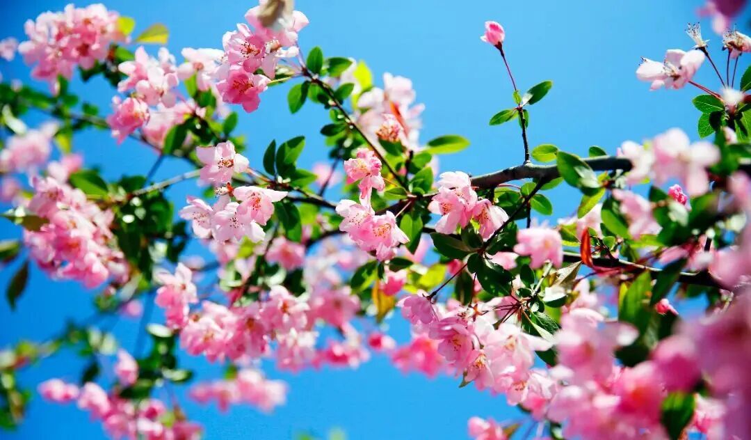 ChongqingFuling's tweet image. Spring in Fuling is a season of endless blooms. 🌸
From cherry blossoms and pink crabapple flowers to golden rapeseed fields and delicate blue speedwell, the city comes alive with color and fragrance.🌼
#Fuling #Chongqing #SpringInChina