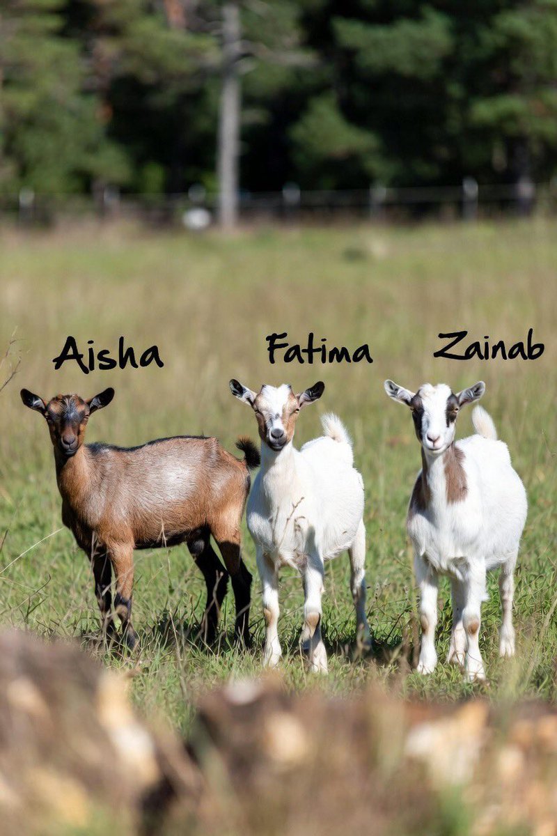 The Dude tweet media