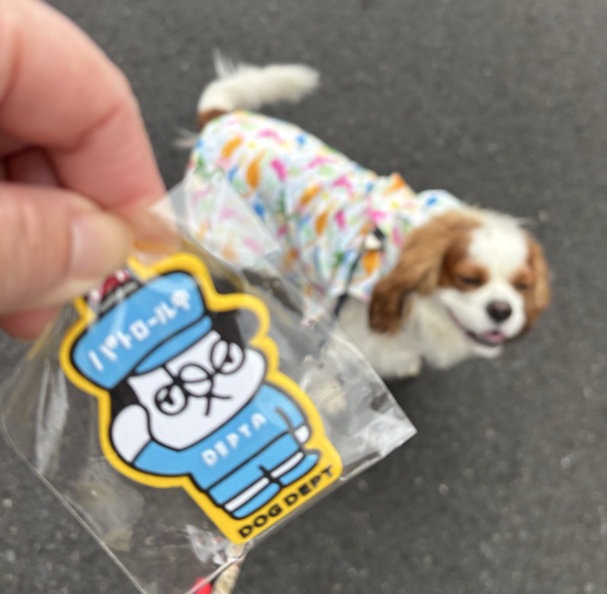 吾輩は楓太である tweet media