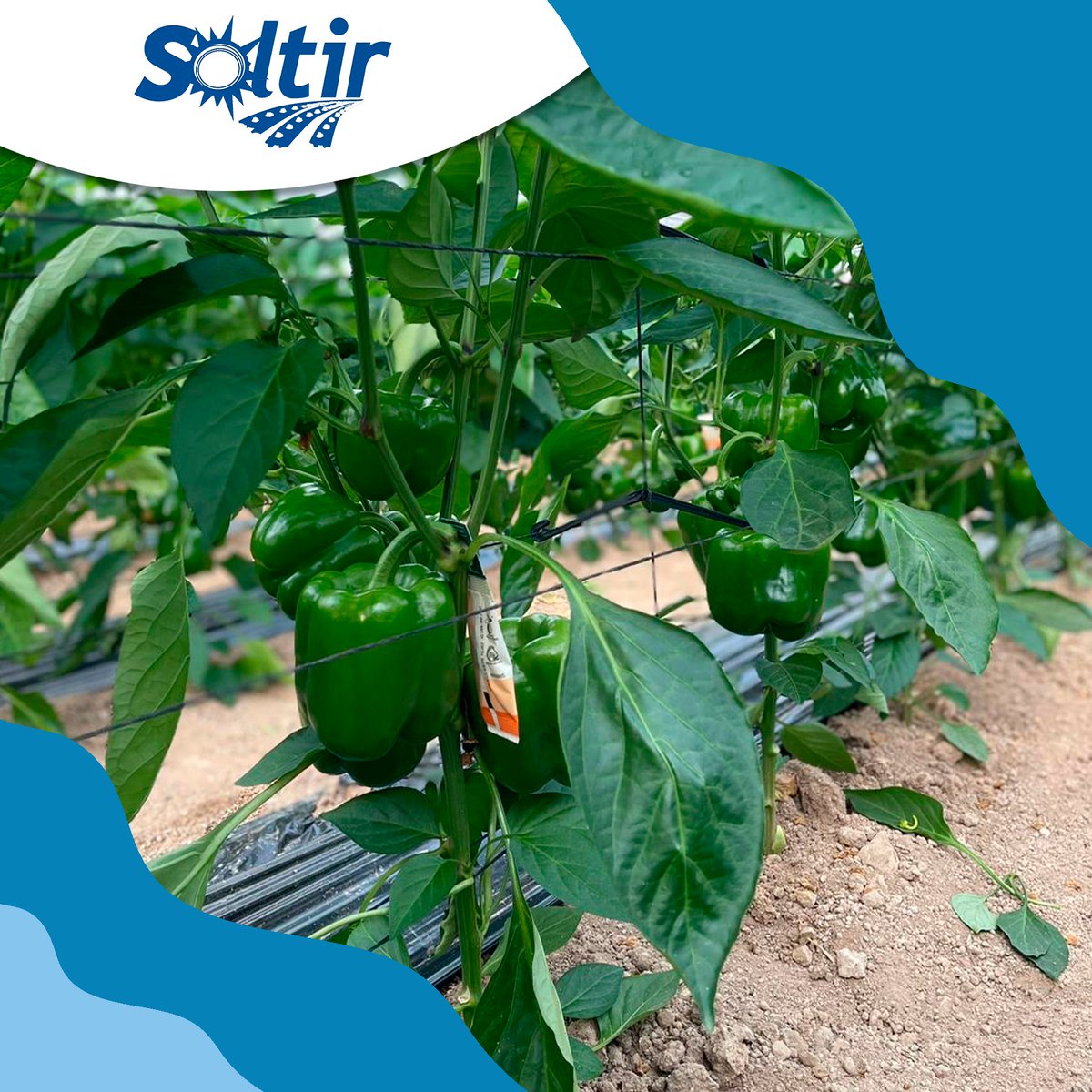 🌱 Cada pimiento comienza mucho antes de llegar a tu plato.

Empieza en el campo, con agricultores que cuidan cada planta, observan cada detalle y trabajan cada día para que la calidad sea la mejor.

Porque cuando el campo se cuida así… el resultado siempre se nota. 💚