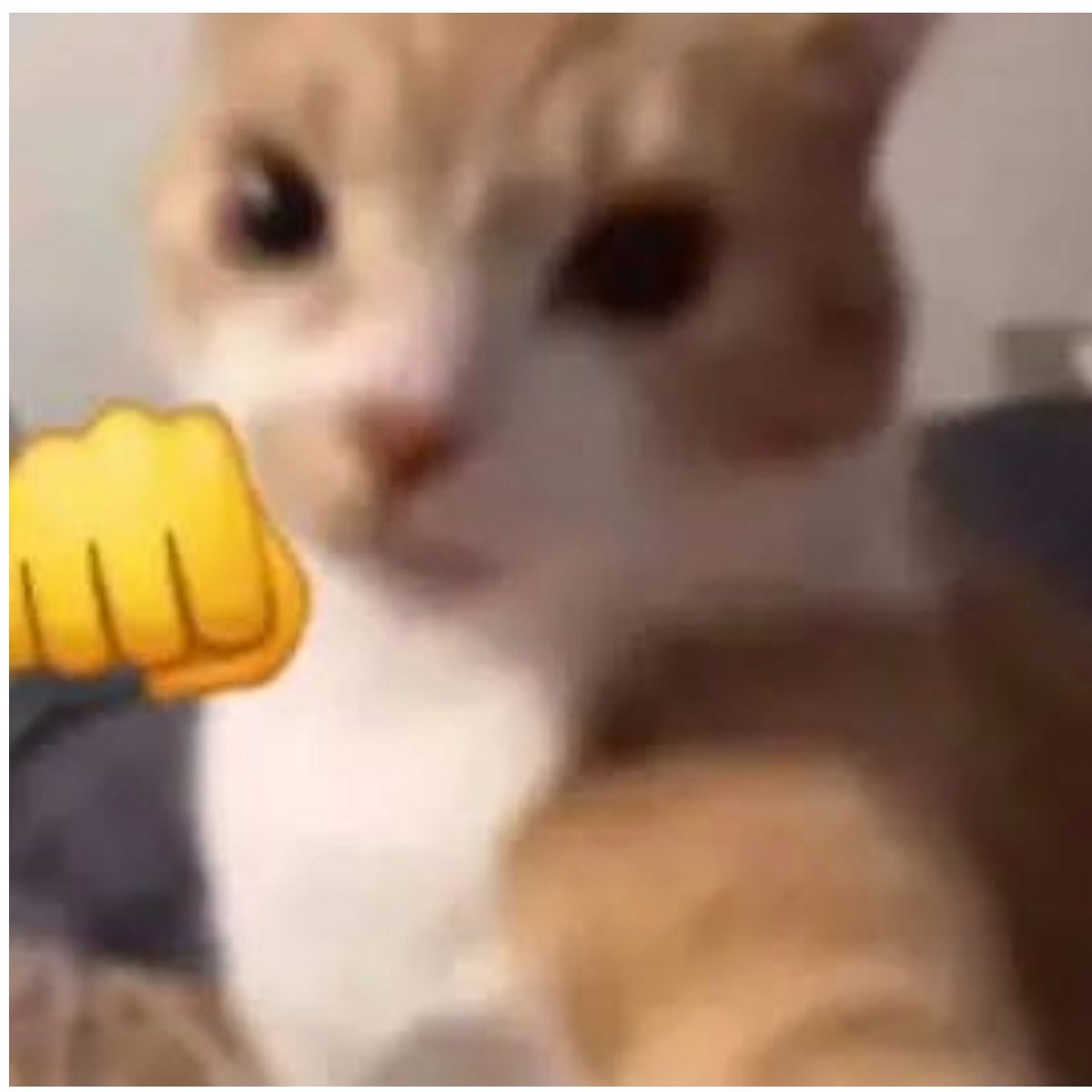 小鸡丸 tweet media