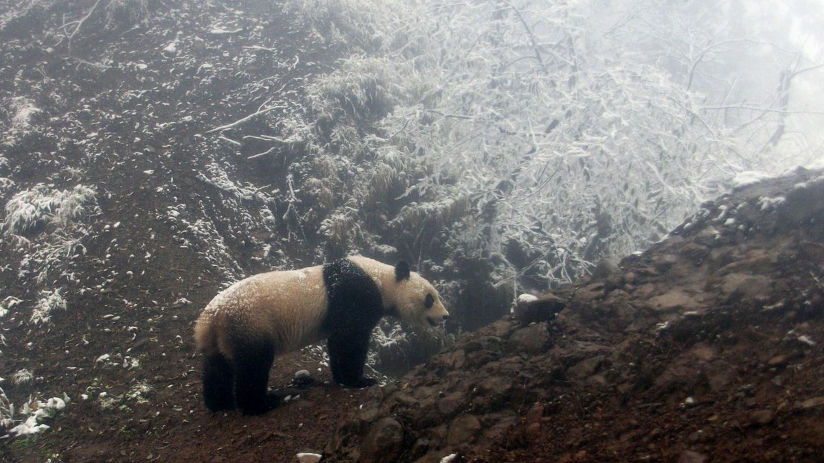 World Animal Protection tweet media