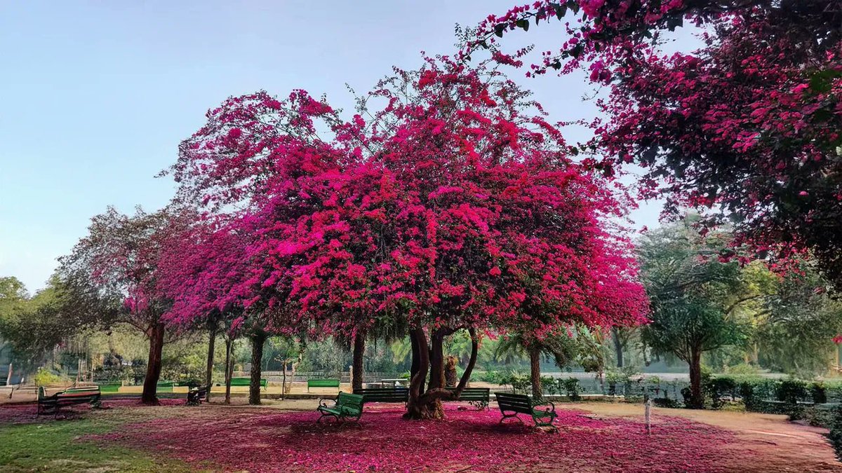 India Aesthetica tweet media