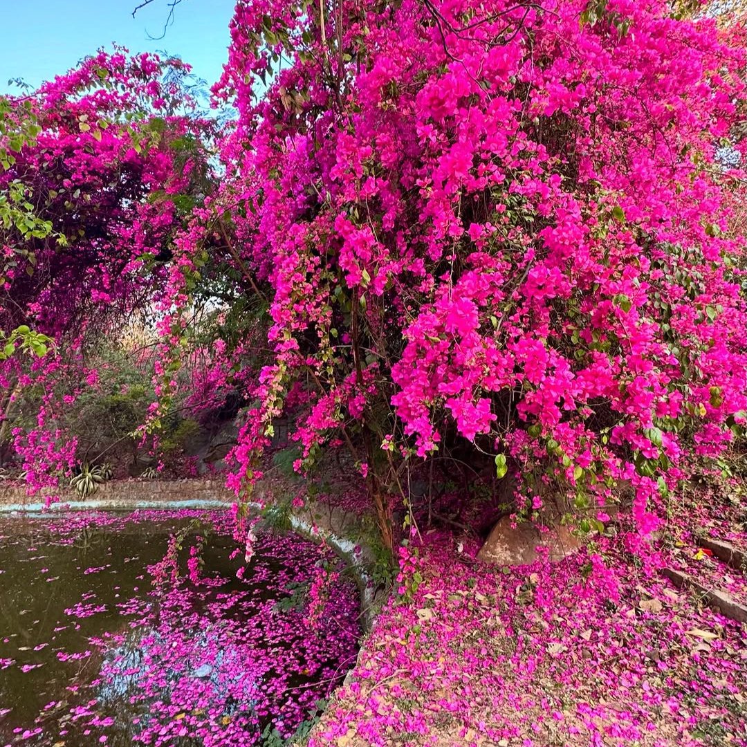 India Aesthetica tweet media