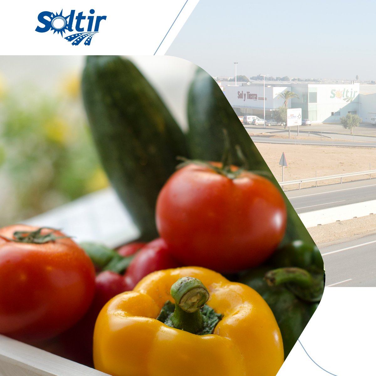 ☀️ Del campo a tu mesa, con el sello del Mediterráneo. 

En Soltir cultivamos mucho más que hortalizas: cultivamos confianza. Cada producto nace de una agricultura cuidada,experiencia de nuestros agricultores, clima privilegiado del sur y respeto por la tierra 🌱🍅