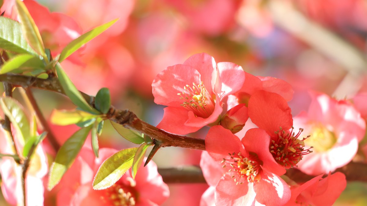 長居植物園 tweet media