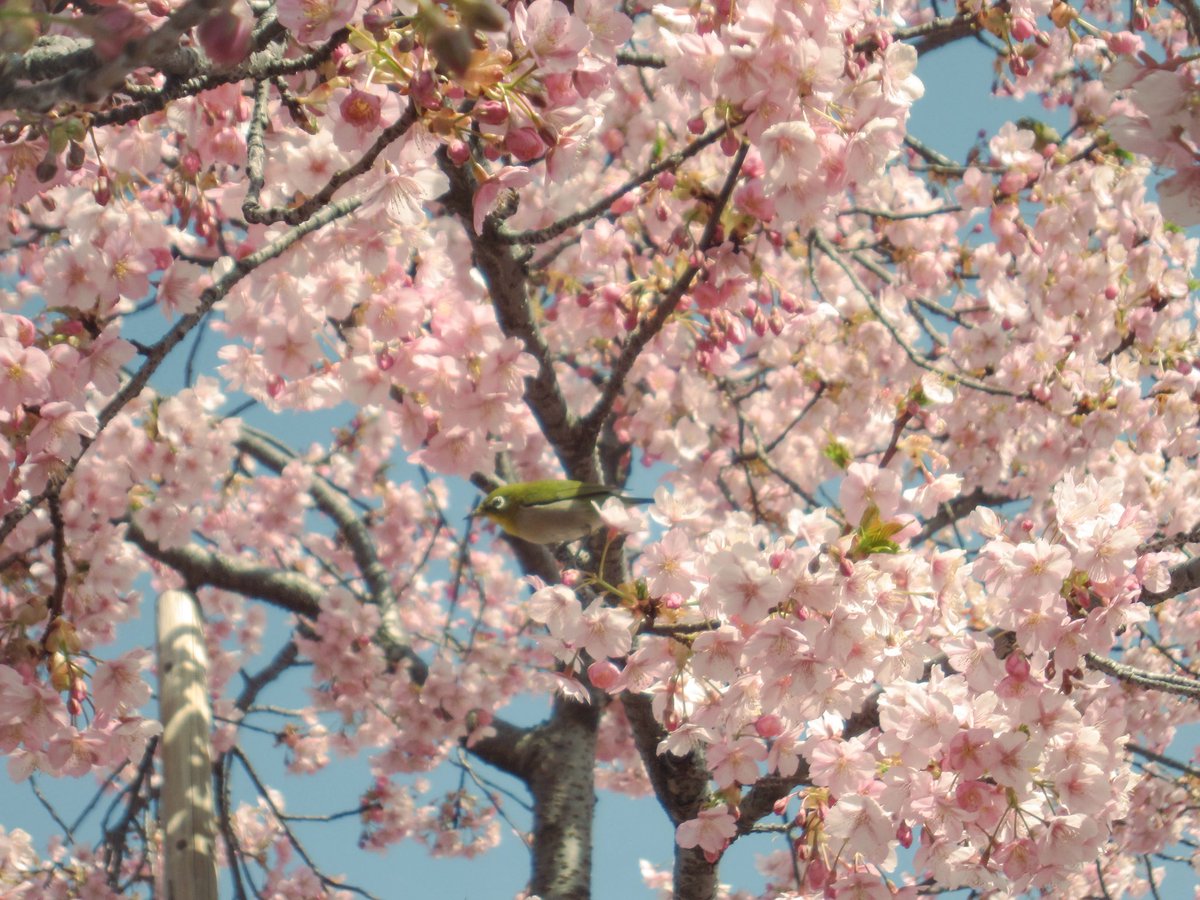 sakura178_417's tweet photo. メジロかわいかった https://t.co/8LNskQlMQr
