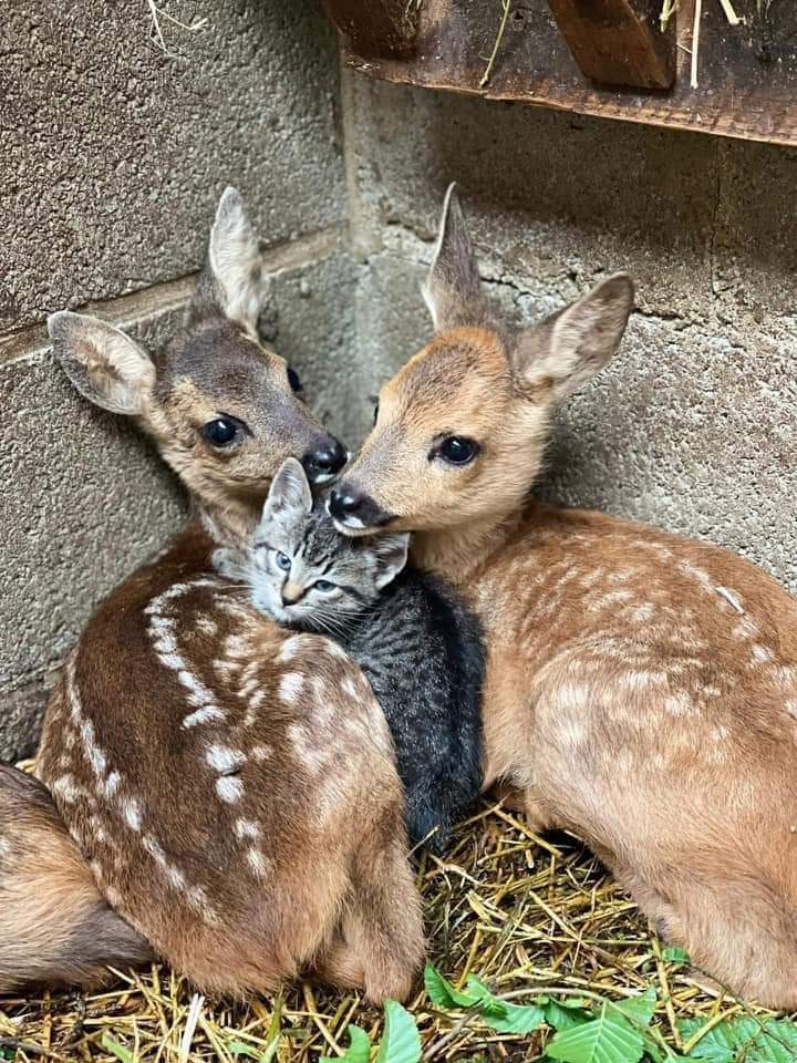 kay9339's tweet photo. More human than Human!!! https://t.co/HcE5fB2Qqx