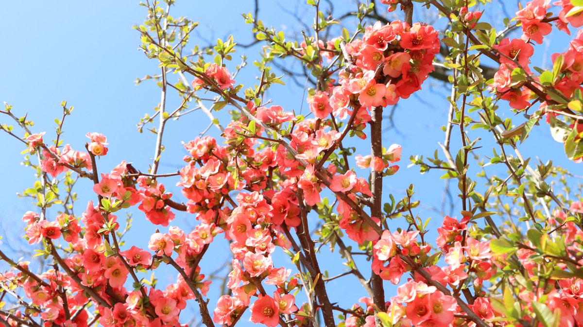 長居植物園 tweet media