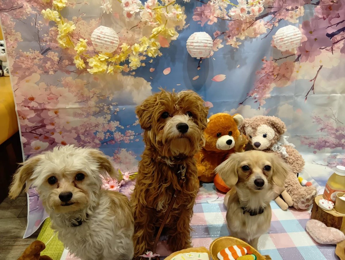 RIKI🐕〖横浜ジャパンクラブ富士〗の中の人 tweet media
