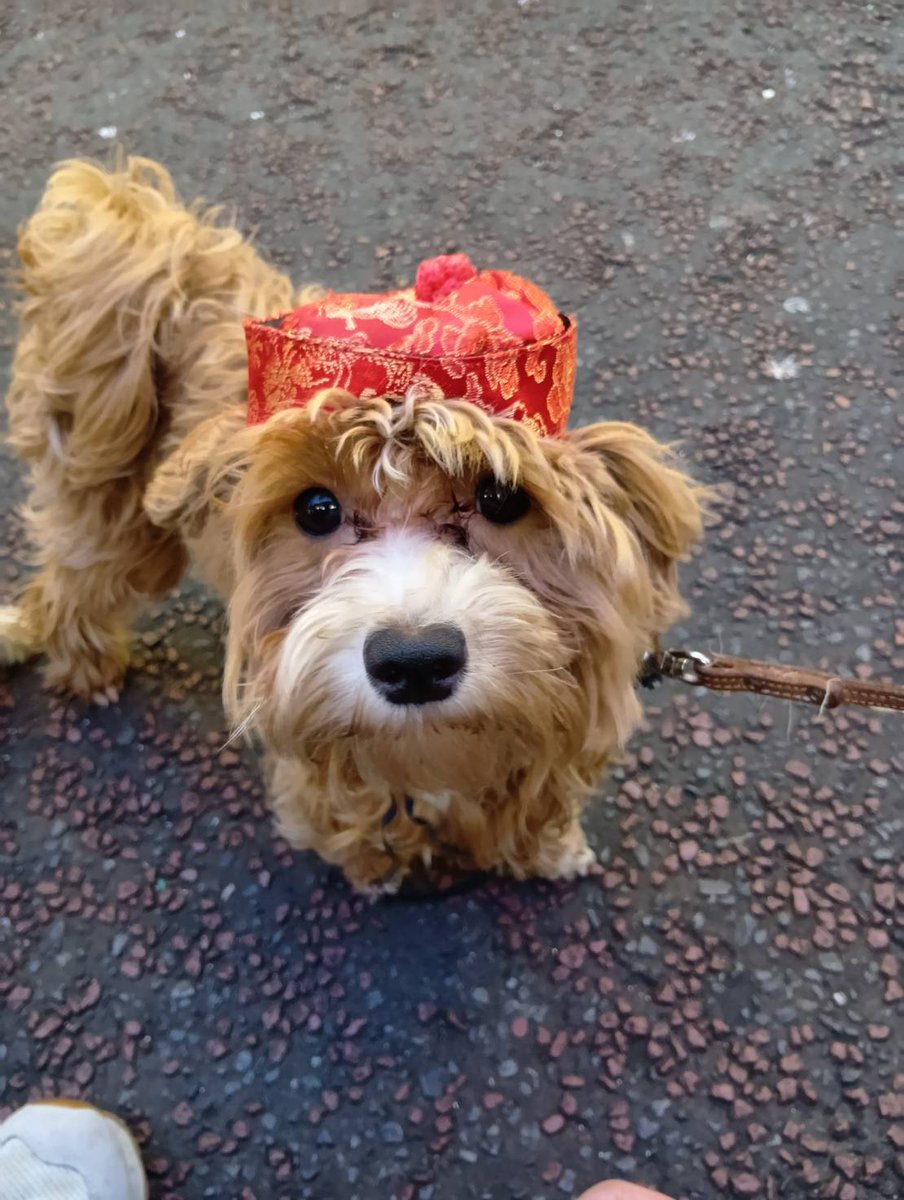 RIKI🐕〖横浜ジャパンクラブ富士〗の中の人 tweet media