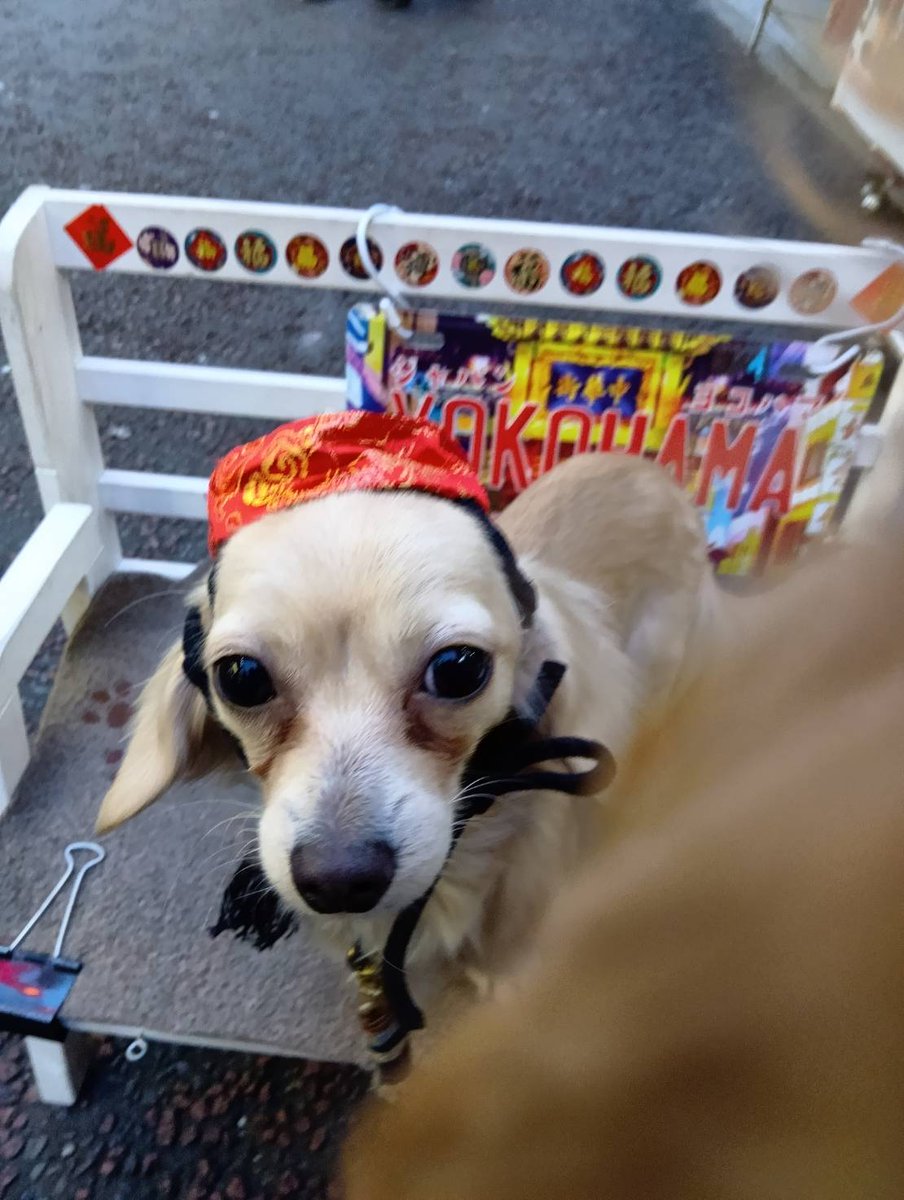 RIKI🐕〖横浜ジャパンクラブ富士〗の中の人 tweet media