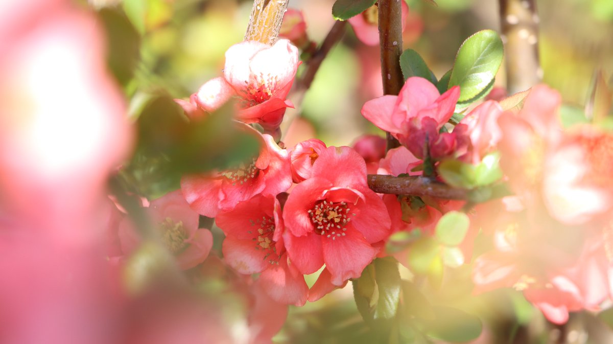 長居植物園 tweet media