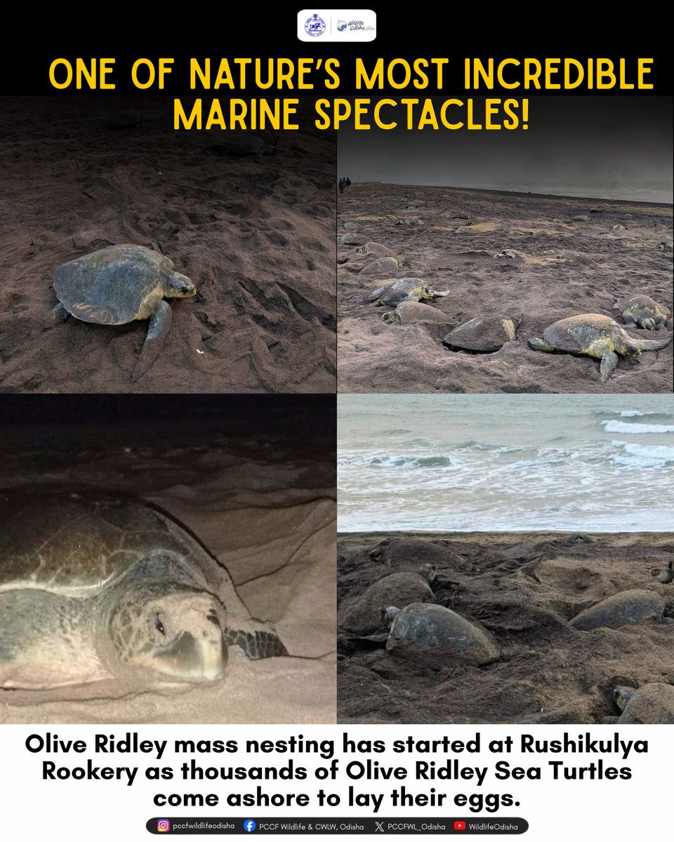 PCCFWL_Odisha's tweet image. A breathtaking moment on Odisha’s coast!  

Nature’s grand spectacle begins at Rushikulya Rookery as thousands of Olive Ridley Sea Turtles come ashore for their annual mass nesting.  
#oliveridley #oliveridleynesting #arribada #rushikulya #rushikulyarookery #odisha #odishacoast