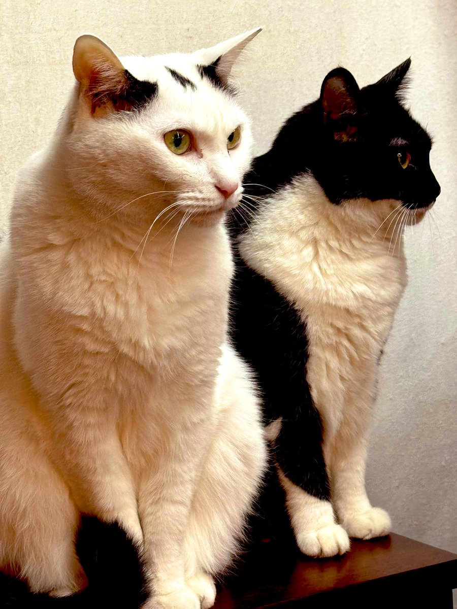 藤野由佳 tweet media