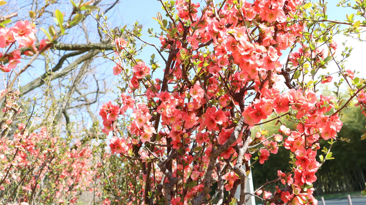 長居植物園 tweet media