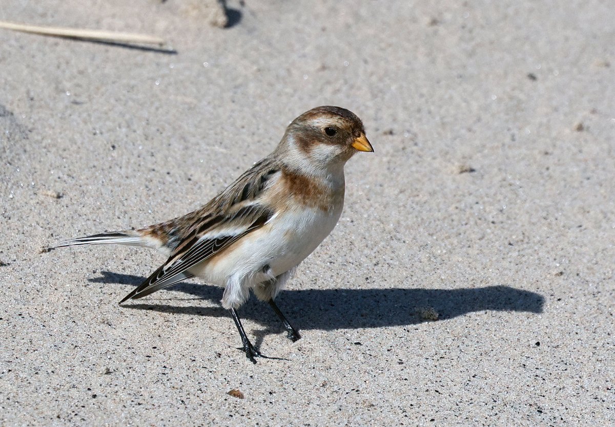 Natural Newbiggin tweet media