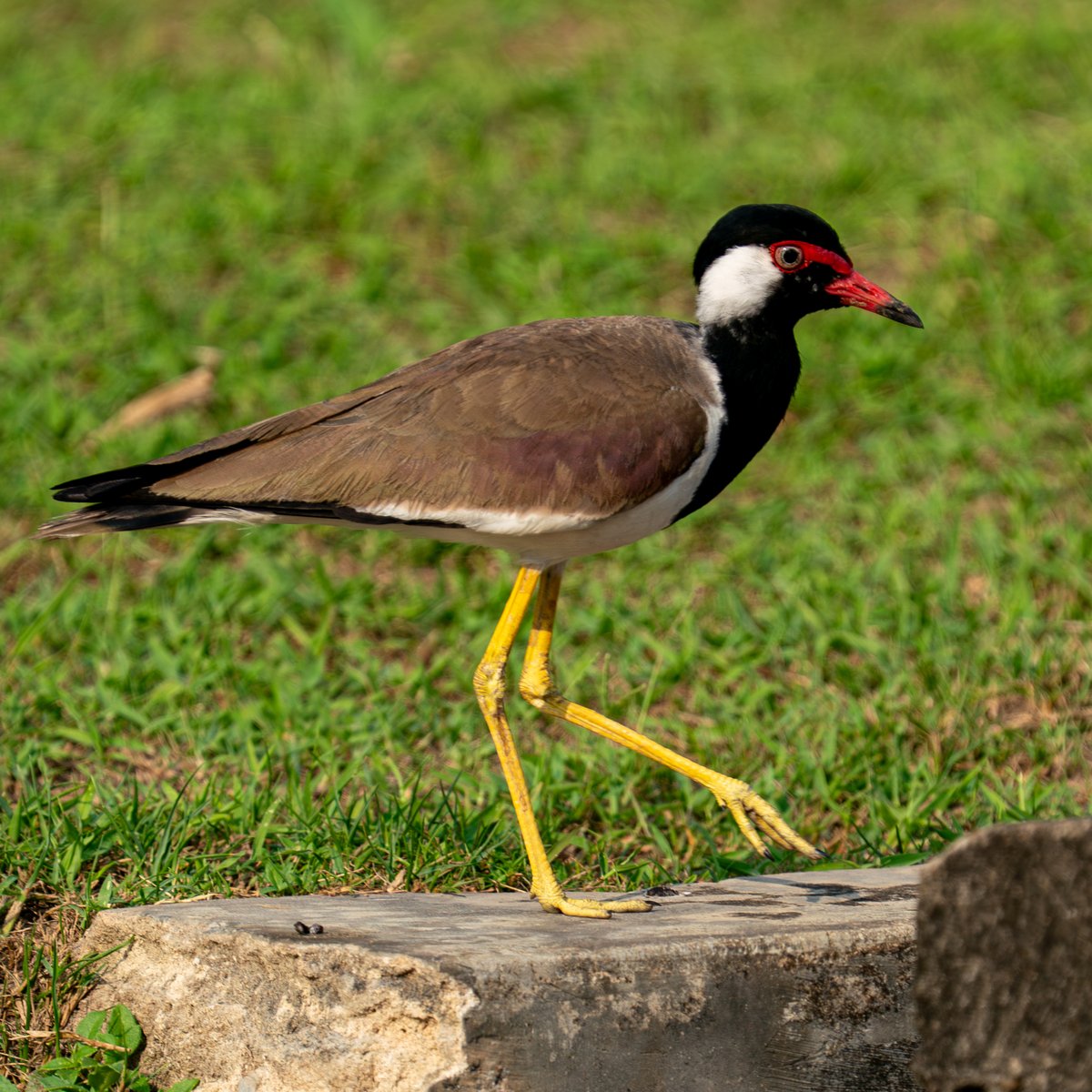 Red-wattled Lapwing #Bundala Nationnal Park #Srilanka <a href="/birdingplaces/">Birdingplaces</a> <a href="/BirdGuides/">BirdGuides</a> <a href="/birdscolour56/">Birds Colour 🕊️</a> <a href="/photobnk/">pb📸</a> <a href="/NatureUnedited/">Nature Unedited</a>