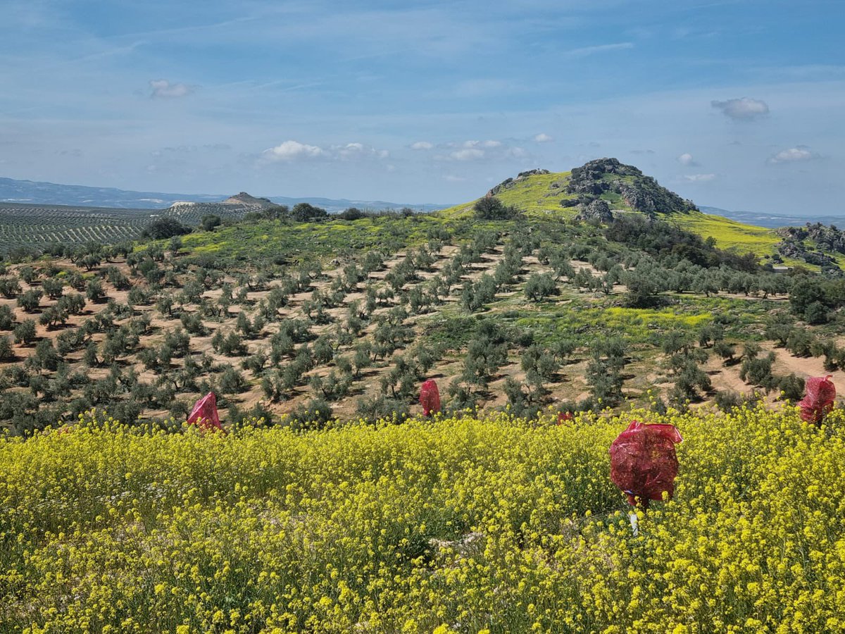 Dominusvirgenextra tweet media