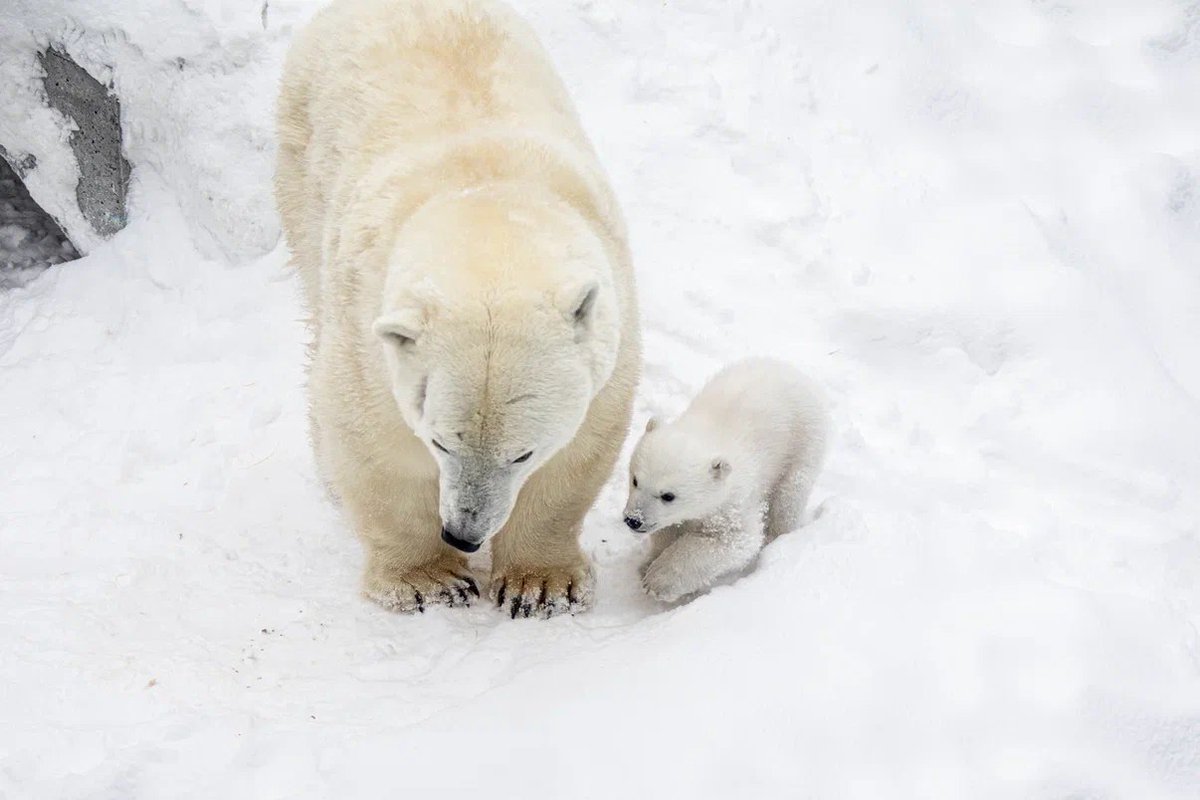 Отвлекитесь на нового малыша медведицы Герды в  новосибирском зоопарке. Он родился ещё в декабре, но только недавно мама и мишка стали покидать логово

Это уже седьмой детёныш новосибирских медведей Кая и Герды