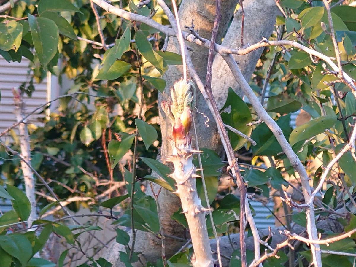 冒険野郎 tweet media