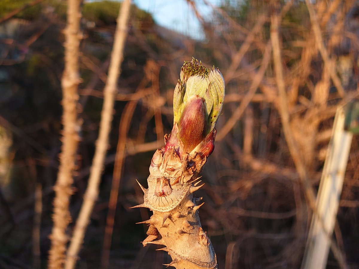 冒険野郎 tweet media