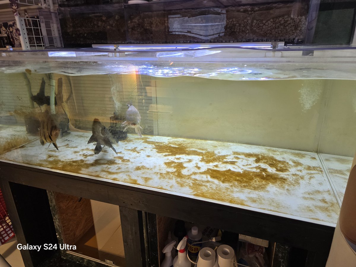 リースノー tweet media