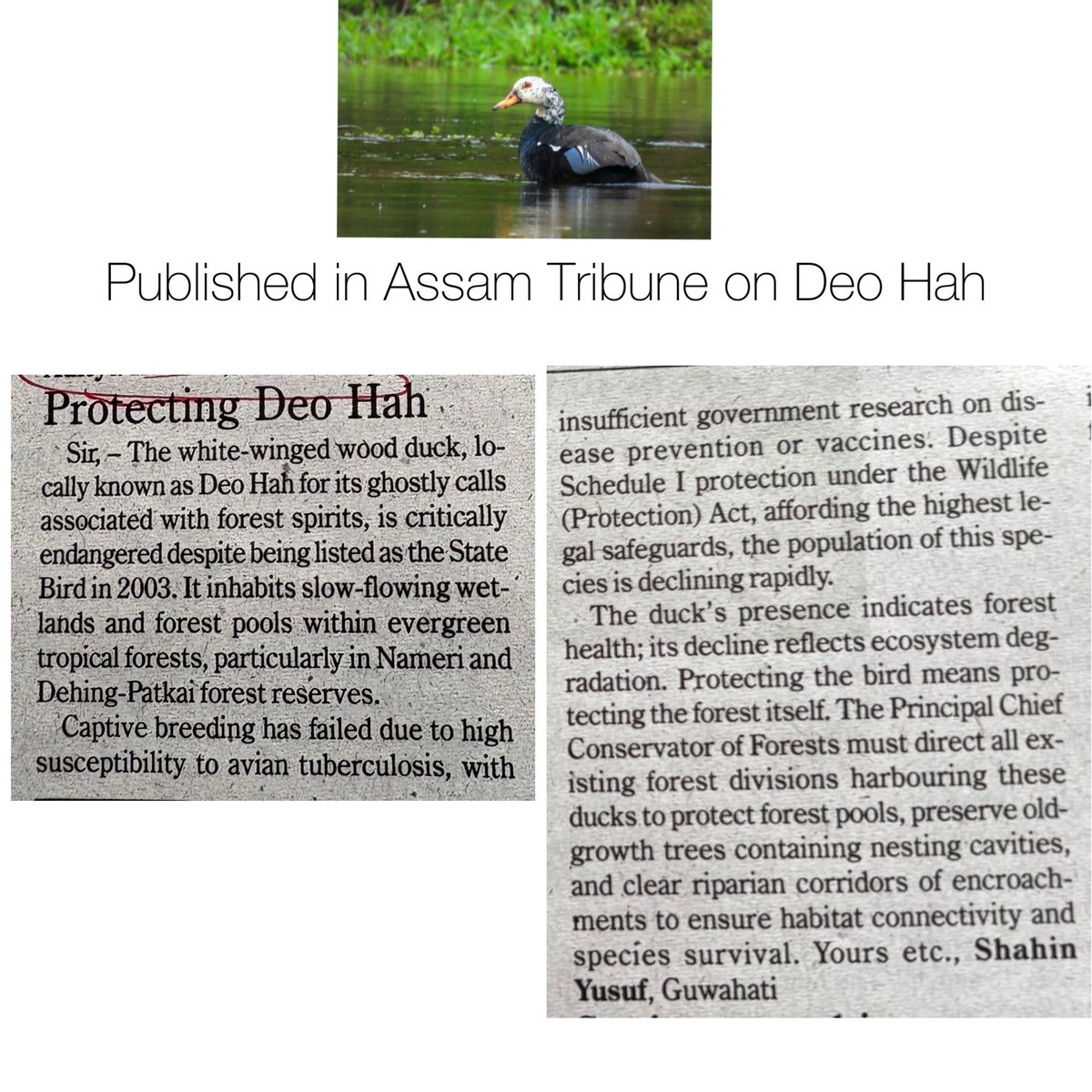 Shahin Yusuf tweet media