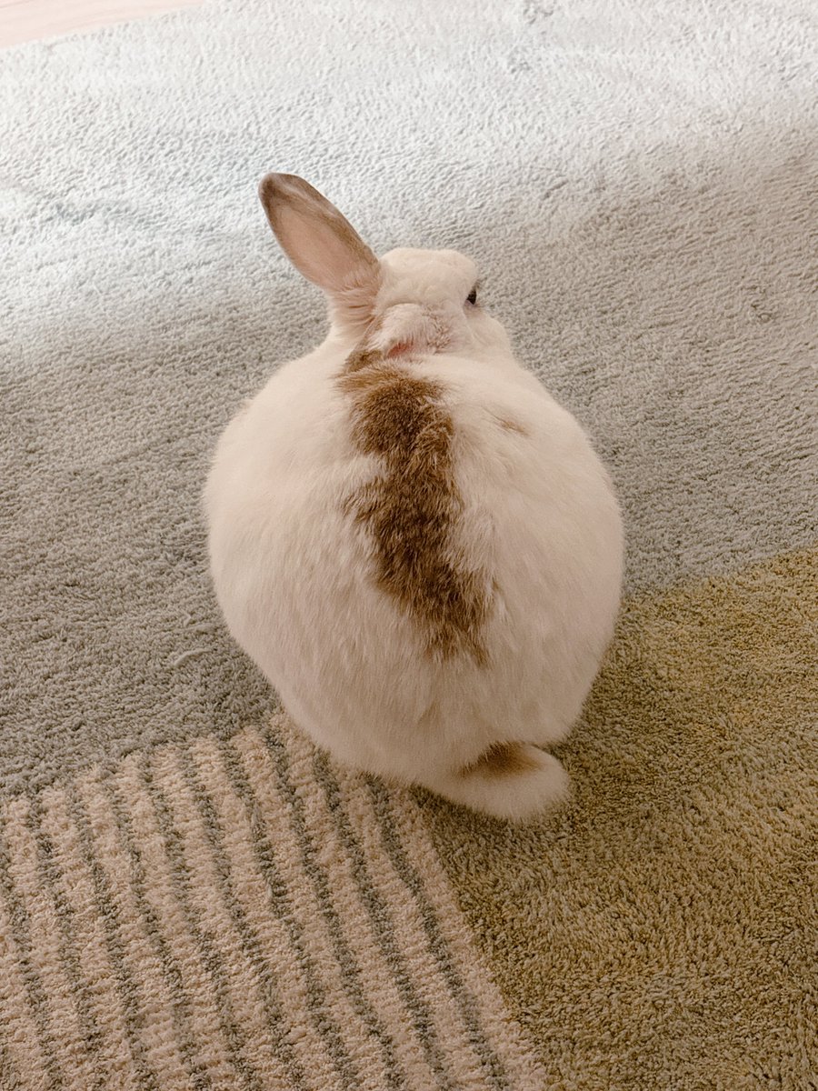 oktijts's tweet photo. #うっさのいる暮らし

l
◯ https://t.co/KK96Xo2zyN